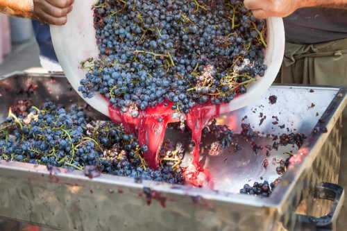 Dopo la raccolta e la selezione dei grappoli migliori, l'uva bianca e nera destinata alla produzione del vino rosso viene pigiata. Bucce, vinaccioli ed eventuali parti solide dell'uva vengono lasciati macerare nel mosto. Segue la fermentazione