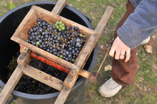 Dopo la raccolta, l'uva deve pervenire nello stabilimento integra e sana, mentre gli acini rovinati si eliminano durante la vendemmia o dopo la diraspatura. Per ottenere il vino rosso le vinacce (parti solide dell'uva) vengono lasciate macerare nel mosto