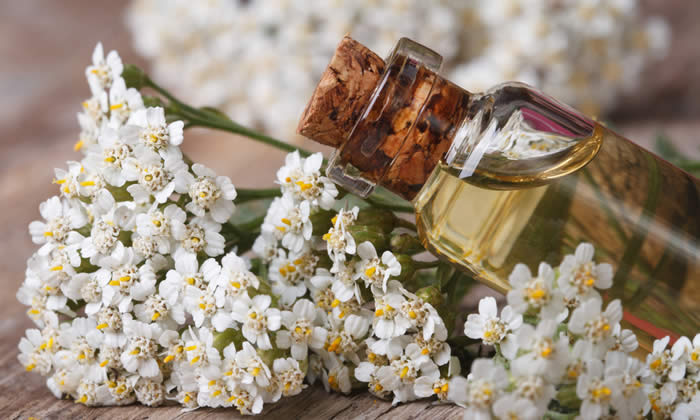 Olio Essenziale di Achillea