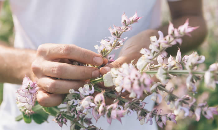 Olio Essenziale di Salvia Sclarea