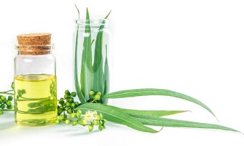 In questo articolo parliamo dell'Olio Essenziale di Eucalipto, spiegandone Caratteristiche, Benefici e Usi in Aromaterapia. Con Ricette Naturali e Informazioni sul Dosaggio, le Controindicazioni e i Modi d'Uso Corretto per Evitare Effetti Collaterali