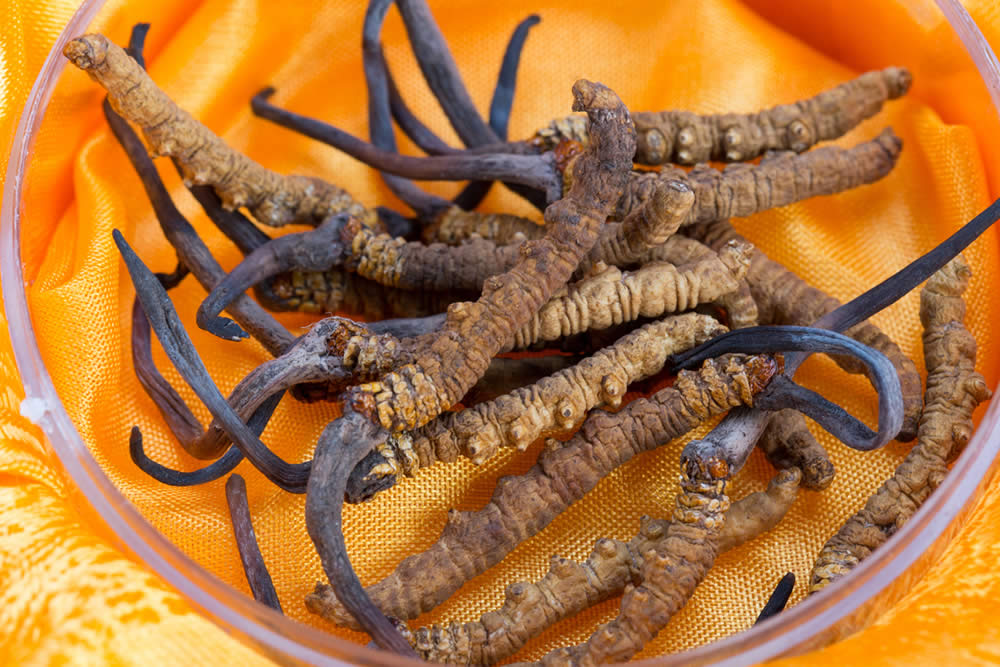 Cordyceps