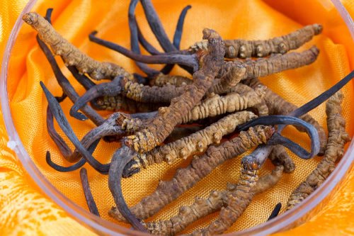 In questo articolo parliamo del Cordyceps sinensis, delle sue Proprietà, dei suoi Principi Attivi e dei presunti Benefici per la Salute. Con Studi scientifici anti-bufala, Dosaggi, Effetti Collaterali e Controindicazioni