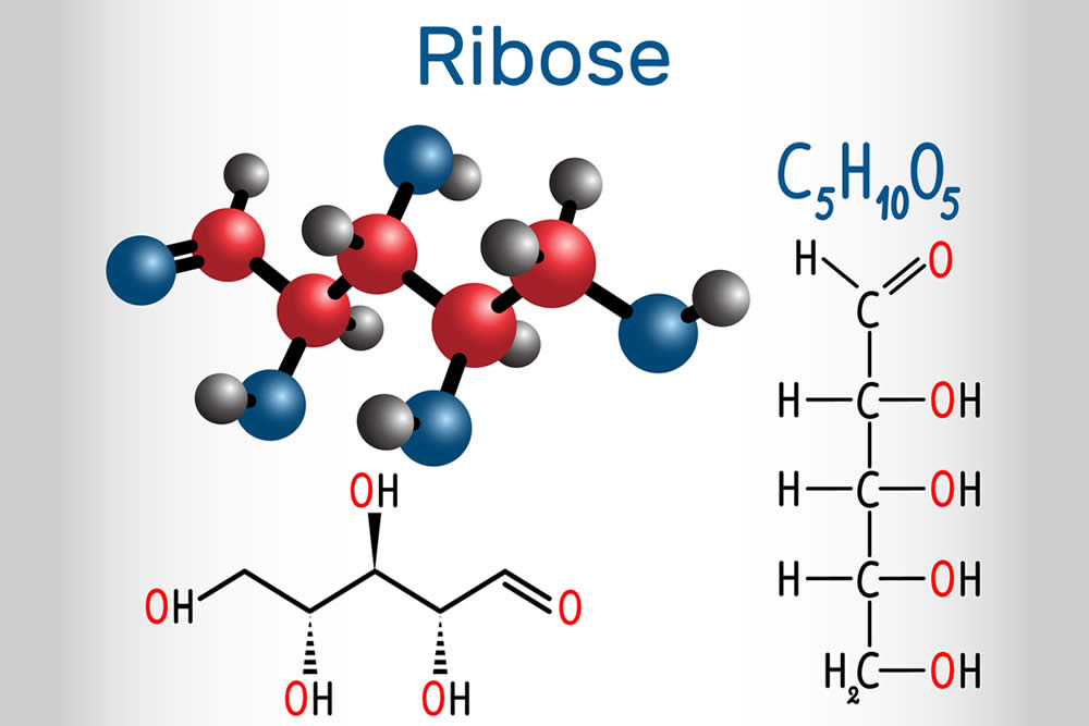 Ribosio