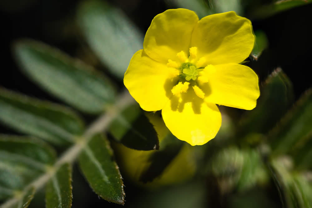 Tribulus terrestris