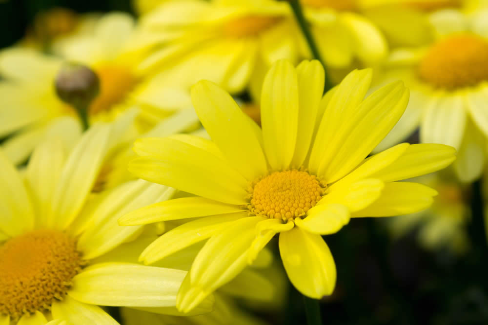 Arnica nella Medicina Popolare