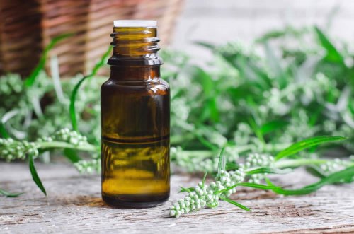 Secondo la medicina popolare l'Artemisia essiccata, aggiunta all'imbottitura del cuscino, favorisce il sonno. Avrebbe anche una funzione regolatrice del ciclo mestruale. Fumata con la pipa, veniva usata contro l'asma