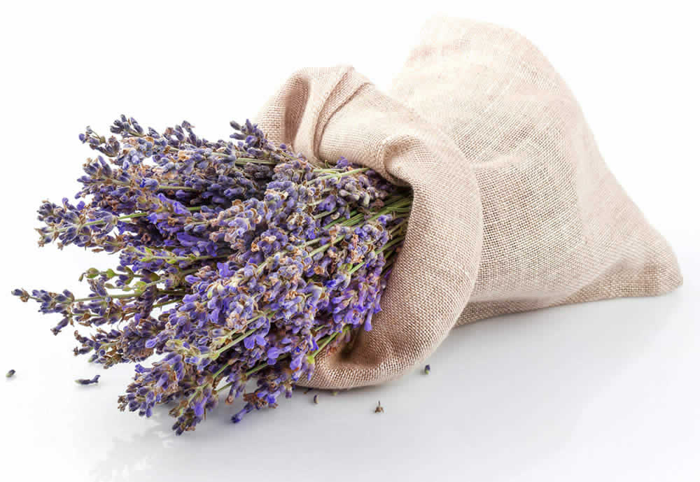 Lavanda nella Medicina Popolare