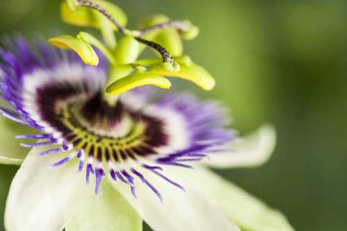 L'utilizzo di passiflora è particolarmente indicato come sedativo e ansiolitico. Alcuni suoi principi attivi hanno evidenziato un'efficacia e un meccanismo d'azione analoghi a quelli dei farmaci ipnotico-sedativi benzodiazepinici