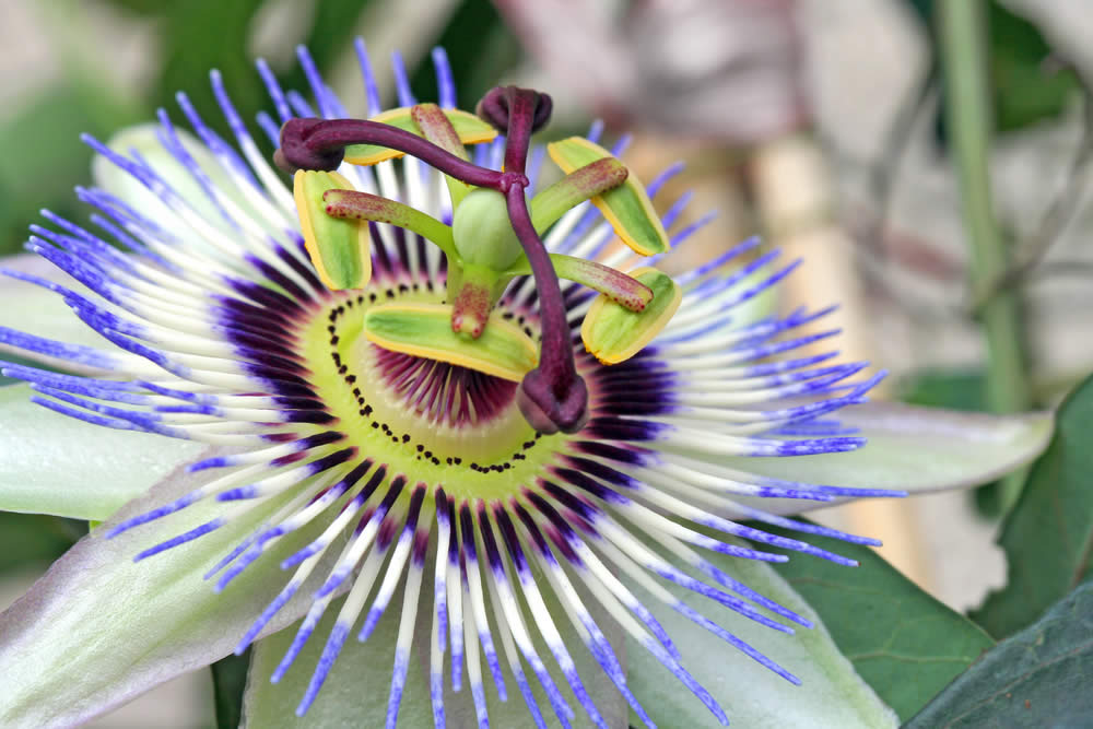 Passiflora nella Medicina Popolare