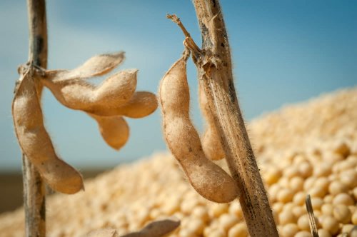 Considerate le origini orientali, la soia è ampiamente utilizzata nella medicina cinese, che la consiglia soprattutto contro le difficoltà digestive, i disturbi epatici, i dolori articolari e per migliorare le facoltà intellettive