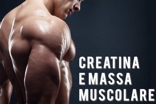 Gli effetti positivi della Creatina sulla massa muscolare sarebbero da ricondurre al miglioramento sullo stato di idratazione della fibrocellula. Alcuni studi hanno evidenziato anche un possibile effetto positivo sulla riduzione dei livelli di miostatina