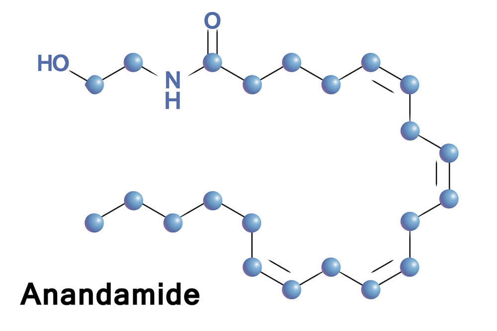 Anandamide