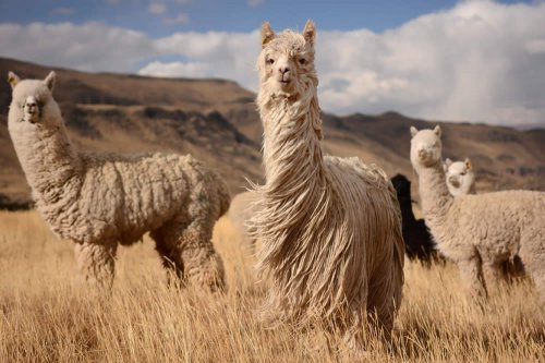 Gli alpaca sono animali simpatici e socievoli, dal cui vello si ottiene una lana pregiatissima. Ne esistono due razze, mostrate nella foto: huacaya, che dà una lana più ondulata ed elastica, e suri, che dà una lana più liscia e fine