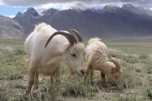 La lana cashmere è prodotta da una razza particolare di capra (Capra hircus), che vive prevalentemente sugli altopiani asiatici sopra i 1000 metri di altitudine. Per proteggersi dalle intemperie, questa capra sviluppa una lana molto calda e morbida