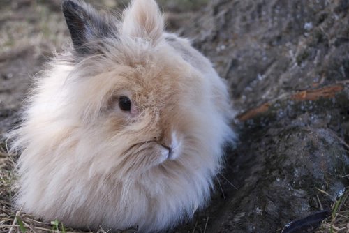 Il pelo lunghissimo e molto morbido del coniglio d'Angora consente di ottenere una lana estremamente soffice e calda, con elevato confort a contatto con la pelle. Tra gli svantaggi rientrano la delicatezza, la forte tendenza all'infeltrimento e il prezzo