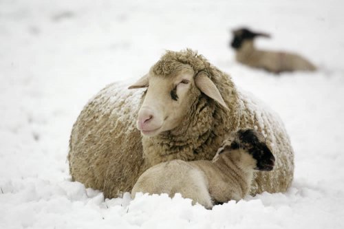 Il folto strato di lana protegge egregiamente le pecore merino dal freddo, ma anche dal caldo; l'allevamento al pascolo e in ambienti freddi come quelli delle Alpi Neozelandesi sono considerati fattori che migliorano la qualità della lana merino