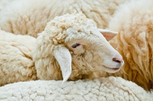 La pecora merino fornisce una lana molto pregiata, perché, morbida, sottile e molto ondulata (arricciata). Irrita poco la pelle e per questo viene utilizzata per il tessuto detto 