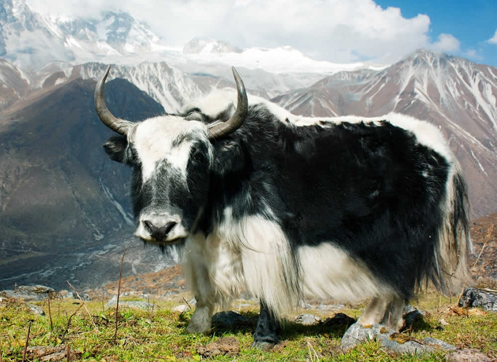 Yak