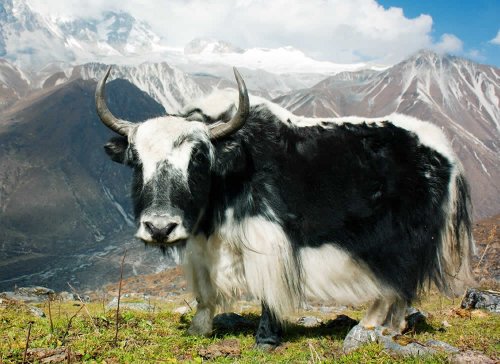 La lana di Yak è tradizionalmente utilizzata dai nomadi tibetani e mongoli per realizzare vestiti, tende, corde e coperte. Recentemente, questa fibra pregiata e molto costosa è entrata anche nel settore della maglieria di lusso occidentale