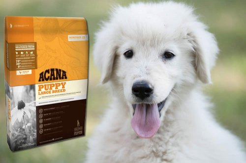 In questa recensione parliamo di Acana Puppy Large Breed (crocchette per cani cuccioli di grande taglia, ricca di proteine, per offrire al cane una dieta sana e bilanciata), analizzandone proprietà nutrizionali, ingredienti, prezzo e modo d'uso