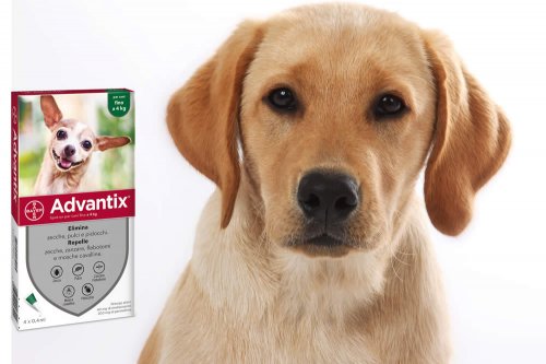 In questa recensione parliamo dei prodotti Advantix Cani (antiparassitari Spot On per cani contro zecche, pulci, pappataci, zanzare, pidocchi e mosche cavalline), analizzandone funzionamento, efficacia, prezzo, modo d'uso ed effetti collaterali