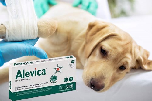 In questa recensione parliamo del prodotto Alevica (alimento complementare per cani e gatti che aiuta a controllare il dolore), analizzandone ingredienti, efficacia, prezzo, modo d'uso ed effetti collaterali