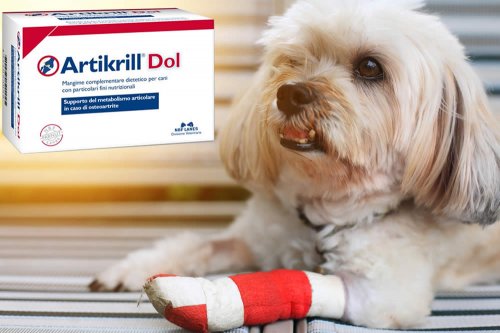 In questa recensione parliamo dei prodotti Artikrill (mangime complementare per il trattamento dell'artrosi del cane e del gatto), analizzandone ingredienti, efficacia, prezzo, modo d'uso ed effetti collaterali