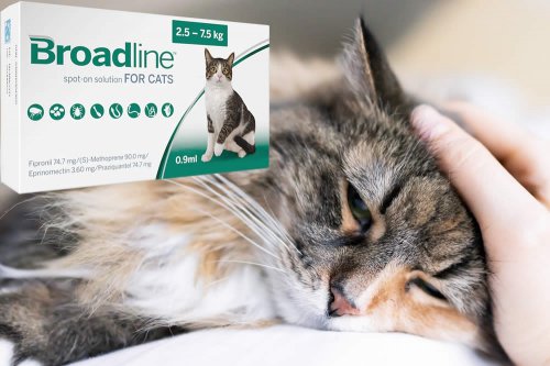 In questa recensione parliamo di Broadline (farmaco veterinario antiparassitario, specifico per il gatto, per prevenire o curare le infestazioni miste da vermi, pulci e zecche), analizzandone principi attivi, uso ed effetti collaterali