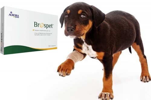 In questa recensione parliamo del prodotto Brospet (alimento complementare per cani e gatti per il trattamento degli edemi), analizzandone ingredienti, efficacia, prezzo, modo d'uso ed effetti collaterali