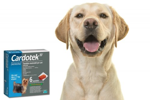 In questa recensione parliamo di Cardotek Plus (farmaco veterinario antiparassitario specifico per la prevenzione della filariosi cardiopolmonare del cane), analizzandone principi attivi, efficacia, prezzo, modo d'uso ed effetti collaterali