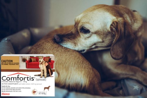 In questa recensione parliamo di Comfortis (farmaco veterinario per il trattamento e per la prevenzione di infestazioni da pulci, nei cani e nei gatti), analizzandone ingredienti, efficacia, prezzo, modo d'uso ed effetti collaterali