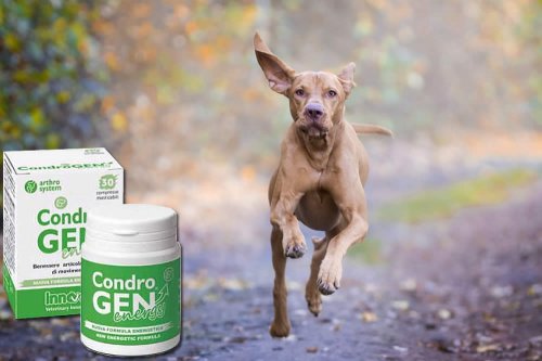 In questa recensione parliamo del prodotto Condrogen Energy (mangime complementare per cani, pensato per proteggere e rinforzare le articolazioni dei cuccioli di ogni età), analizzandone ingredienti, efficacia, prezzo, modo d'uso ed effetti collaterali