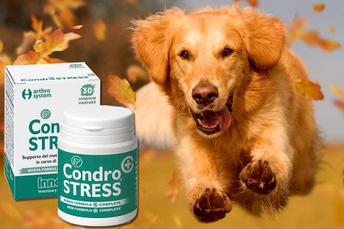 In questa recensione parliamo del prodotto Condrostress (alimento dietetico complementare per cani, pensato per la protezione articolare, in presenza di osteoartrosi), analizzandone ingredienti, efficacia, prezzo, modo d'uso ed effetti collaterali