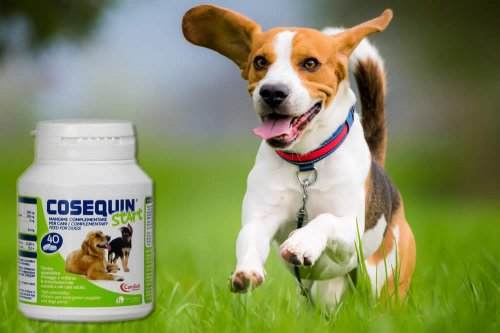 In questa recensione parliamo del prodotto Cosequin Start (parafarmaco per uso veterinario, utile per proteggere e rinforzare le articolazioni), analizzandone ingredienti, efficacia, prezzo, modo d'uso ed effetti collaterali