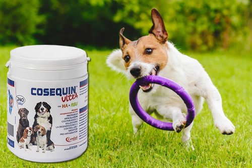 In questa recensione parliamo del prodotto Cosequin Ultra (mangime complementare per cani con problemi articolari, utile per proteggere le articolazioni del cane), analizzandone ingredienti, efficacia, prezzo, modo d'uso ed effetti collaterali