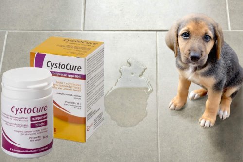 In questa recensione parliamo del prodotto Cystocure (alimento complementare per cani e gatti, pensato per contribuire al benessere delle basse vie urinarie), analizzandone ingredienti, efficacia, prezzo, modo d'uso ed effetti collaterali