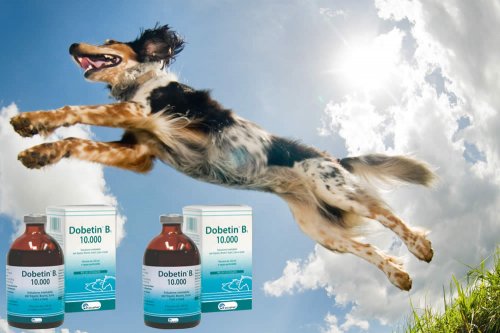 In questa recensione parliamo di Dobetin B1 (farmaco veterinario iniettabile ricostituente per animali, indicato nei casi di carenza da Vitamina B1 e B12), analizzandone principi attivi, uso ed effetti collaterali