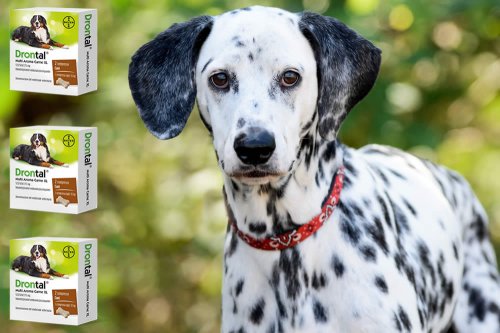 In questa recensione parliamo del prodotto Drontal Plus (farmaco veterinario antielmintico ad ampio spettro per cani, contro i parassiti intestinali), analizzandone ingredienti, efficacia, prezzo, dosaggio modo d'uso ed effetti collaterali