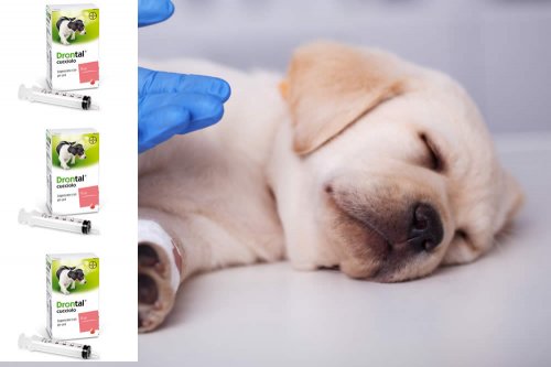 In questa recensione parliamo del prodotto Drontal Cucciolo (farmaco veterinario antielmintico per cani giovani e cuccioli, contro i parassiti intestinali), analizzandone ingredienti, efficacia, prezzo, dosaggio modo d'uso ed effetti collaterali