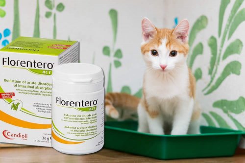 In questa recensione parliamo del prodotto Florentero (alimento complementare liquido per cani e gatti, specifico per il trattamento di Diarrea e Problemi digestivi), analizzandone ingredienti, efficacia, prezzo, modo d'uso ed effetti collaterali