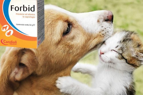 In questa recensione parliamo di Forbid (mangime complementare per cani e gatti, specifico per prevenire o eliminare la coprofagia), analizzandone principi attivi, uso ed effetti collaterali
