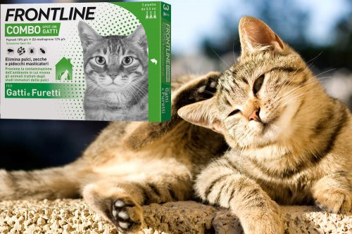 In questa recensione parliamo del prodotto Frontline Combo Gatto (ad azione insetticida e acaricida, per combattere zecche, pidocchi e pulci in gatti e furetti), analizzandone funzionamento, efficacia, prezzo, modo d'uso ed effetti collaterali
