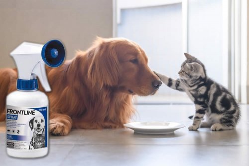 In questa recensione parliamo del prodotto Frontline Spray (antiparassitario per cani e gatti, per la prevenzione e il trattamento di infestazioni da pulci e zecche), analizzandone funzionamento, efficacia, prezzo, modo d'uso ed effetti collaterali