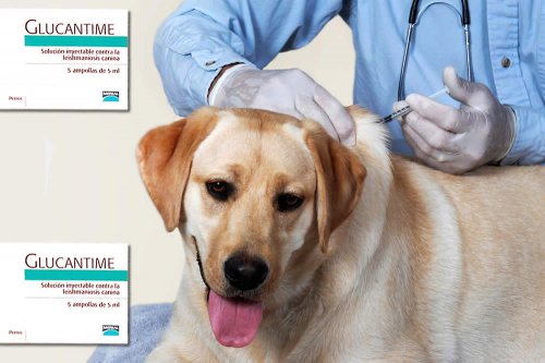 In questa recensione parliamo di Glucantime (farmaco veterinario iniettabile per cani, indicato per il trattamento sintomatico della leishmaniosi), analizzandone principi attivi, uso, controindicazioni, effetti collaterali