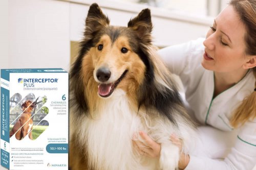 In questa recensione parliamo di Interceptor Plus (farmaco veterinario antiparassitario specifico per la prevenzione della filariosi cardiopolmonare e delle infestazioni da pulci del cane), analizzandone principi attivi, prezzo, uso ed effetti collaterali