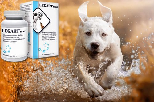 In questa recensione parliamo del prodotto Legart Maxi (integratore alimentare in compresse, utile per supportare la funzionalità articolare di cani di taglia media e grande), analizzandone ingredienti, efficacia, prezzo, modo d'uso ed effetti collaterali