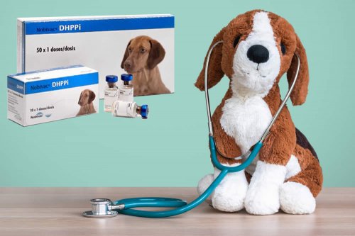 In questa recensione parliamo di Nobivac Ceppi (vaccino veterinario antiparassitario per cani utilizzato per la prevenzione di alcune infezioni, tra cui il cimurro), analizzandone principi attivi, modo d'uso, controindicazioni ed effetti collaterali