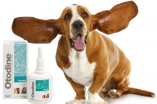 In questa recensione parliamo del prodotto Otodine (detergente auricolare ad azione igienizzante per cani e gatti), analizzandone ingredienti, efficacia, prezzo, modo d'uso ed effetti collaterali