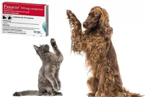 In questa recensione parliamo di Panacur (farmaco veterinario antielmintico, specifico per cani e gatti, indicato per combattere e prevenire le infestazioni intestinali), analizzandone principi attivi, uso ed effetti collaterali